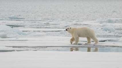 Wall Mural - male polar bear (ursus maritimus) on ice