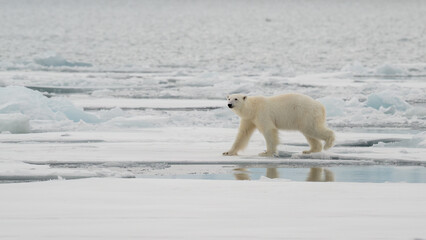 Wall Mural - male polar bear (ursus maritimus) on ice