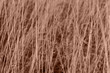© tanitost - Dry grass texture background. Autumn mood pattern and backdrop. Boho style. Pantone 2025 Color of the Year Mocha Mousse
