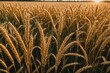 © ThomasLENNE - Golden ripe ears of wheat on nature in summer field at sunset rays of sunshine, close-up macro. Ultra wide format.