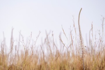 Naklejka na meble Wildflower Blooming in a Field of Grass Against Clear Sky
