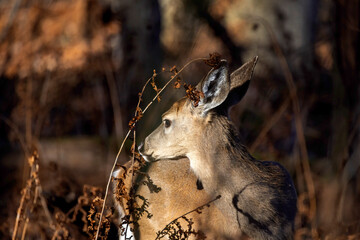 Wall Mural - the white-tailed deer (odocoileus virginianus), also known as the whitetail or virginia deer