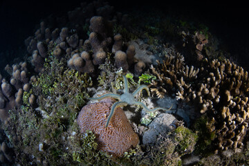 a large brittle star, ophiarachna incrassata, crawls across a coral reef at night. brittle stars are