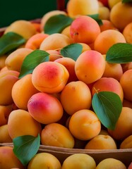 Canvas Print - A pile of ripe apricots with green leaves.