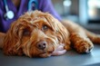 © Bay - A golden-brown dog rests its head on a vet's hand, feeling calm and comforted. The vet's gentle touch provides reassurance in this caring environment