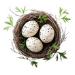 © PNG House - Three Speckled Bird Eggs in Nest, Spring Nature, Avian