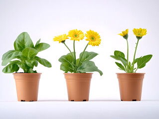 Canvas Print - yellow flowers in pots