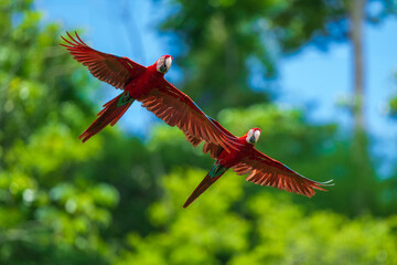 Red-and-green macaw -ara chloroptera- soars above the forest. this macaw is a vivid example of the thousand or so bird species found in madidi national park- bolivia