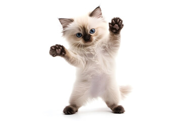 Lively Ragdoll kitten with fluffy cream and light gray fur, showcasing its playful and charming personality.