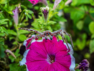 Sticker - Palystes Superciliosus Spider On Petunia Surprise Magenta Halo