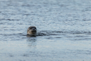 seal sticking its head out of the water, harbor seal, common seal, phoca vitulina, marine mammal, oc