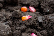 © Kiran - corn seeds sown in a row on a field in the ground