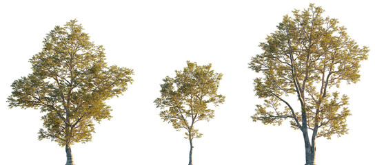 Wall Mural - quercus laevis turkey oak frontal set trees street summer trees medium isolated png on a transparent
