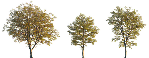 Wall Mural - ostrya virginiana (the american hophornbeam, eastern hophornbeam, hardhack, ironwood, leverwood) fro