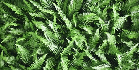 Wall Mural - A dense arrangement of vibrant green ferns creating a lush, natural backdrop.