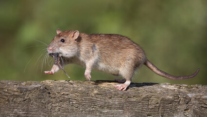 Poster - A wild brown rat scampers over the wooden fence  with food in its mouth. The background is natural and out of focus. Captured with its front legs off the ground