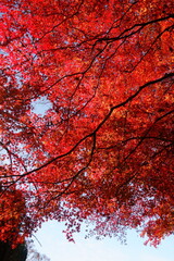 Wall Mural - The autumn leaves are beautiful.