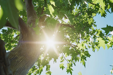 Canvas Print - Sunlight filters through lush green leaves on a bright day