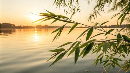 Wall Mural - Fresh bamboo leaves floating on the surface of a serene lake or pond at sunrise, plants, lake, scenery, flora, bamboo