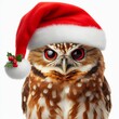 © Владимир Стеблев - funny owl with tilted head in santa claus hat on white isolated background