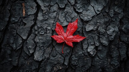 Wall Mural - Red maple leaf contrasting against dark tree bark background showcasing autumn colors and seasonal change in nature photography