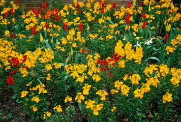 Wall Mural -  Erysimum cheiri making colourful flower border