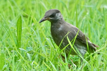 Poster - starling bird in a field