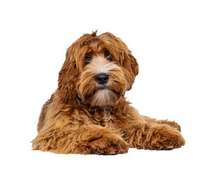 Poster - Adorable young labradoodle dog pup with white spots, laying down facing front. Looking towards camera. Isolated cutout on a transparent background.