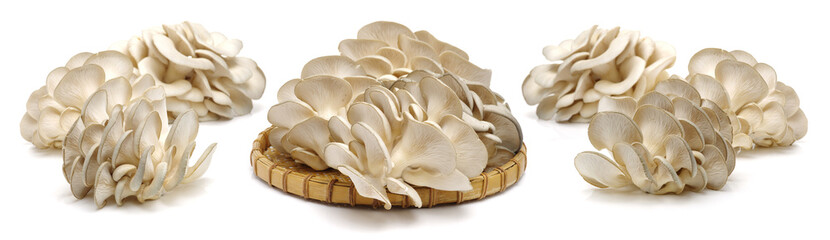 Poster - oyster mushroom on white background