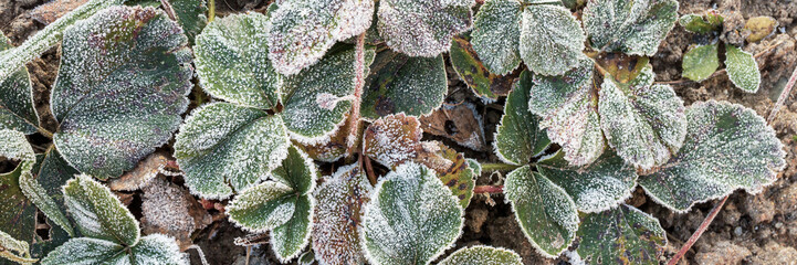 Wall Mural - Leaves of garden strawberries covered with hoar frost. Beautiful natural background with hoarfrost on foliage. Frozen plants texture. Rime ice crystals on strawberry leaves in the garden during frost.