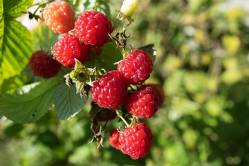 Wall Mural - ripe red raspberries on one stem on a green leaf in the garden on a sunny day.