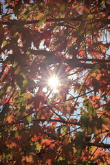 Wall Mural - red leaves in autumn