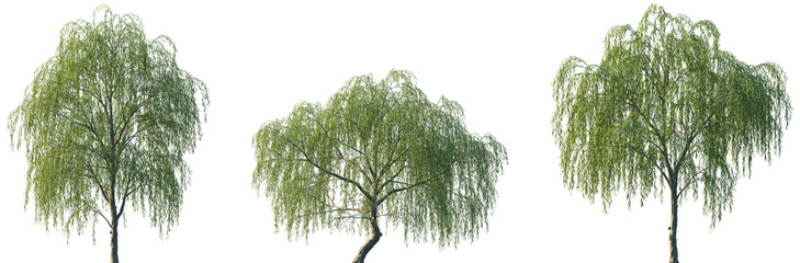 Wall Mural - set of salix babylonica (babylon willow or weeping willow) frontal set street trees isolated png on 