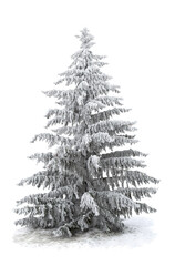 Wall Mural - spruce tree covered snow and hoarfrost on a white background with space for text
