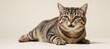 © Pixel Matrix - Striped and grey-furred overweight cat portrait