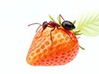 © kengkreingkrai - there is a red strawberry with a black ant on it.
