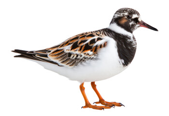 Wall Mural - PNG Animal bird beak sandpiper.