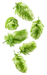 High quality transparent background hops for brewery, beer, and ale themed designs