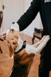 © Reuben - A person is petting a dog with a black collar. The dog is brown and white. The person is wearing a black shirt
