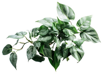 Wall Mural - PNG Silver leaf philodendron leaves plant variegated.