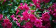 © sasiprapa - Vibrant fuchsia blossoms in full bloom, showcasing their intricate details against a backdrop of lush green foliage.