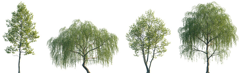 Wall Mural - set of alnus rubra and salix babylonica frontal set street trees isolated png on a transparent backg
