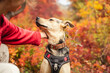 © Соня Монштейн - Human dog friendship. Owner petting mix breed dog with. A domestic dog with close eyes getting affection from his owner. Walking with pet in the park on autumn day. Bond between a pet and its owner.