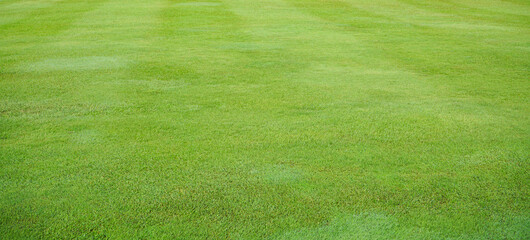 Wall Mural - green grass field