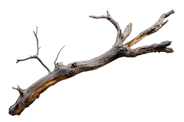 png a dry branch of dead tree with cracked dark bark wood background isolated.