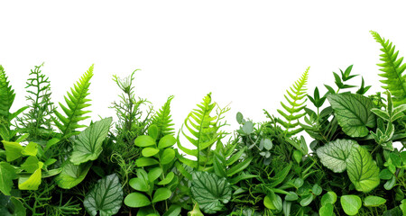 Wall Mural - PNG Backgrounds nature plant green.