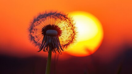 Wall Mural - dandelion silhouette against a vibrant sunset in zurich showcasing the beauty of nature during golde