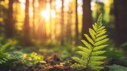 Wall Mural - golden hour sunlight illuminating fern leaves in a tranquil forest setting with shallow depth of fie