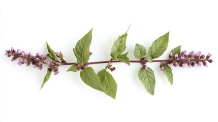 Wall Mural - Fresh sweet basil herb with green leaves and purple flowers on a clean white background for culinary and herbal concept designs