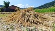 © Seyyar - Harvested rice plants piled on a village field under a clear blue sky showcasing rural agricultural life and rice production practices.